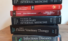 Veterinarian examining a dog during an internal medicine referral consultation